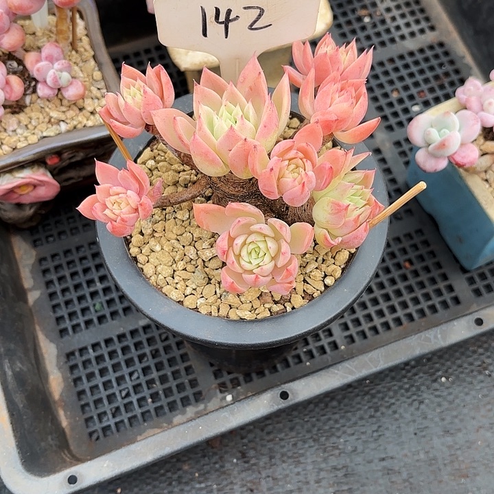 多肉植物，三色景142号