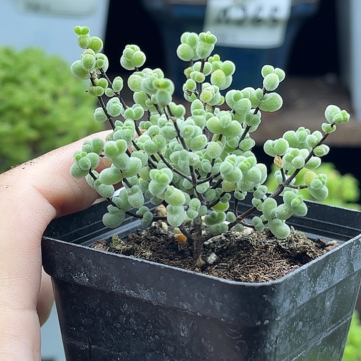 白底实生莱斯优选枝干