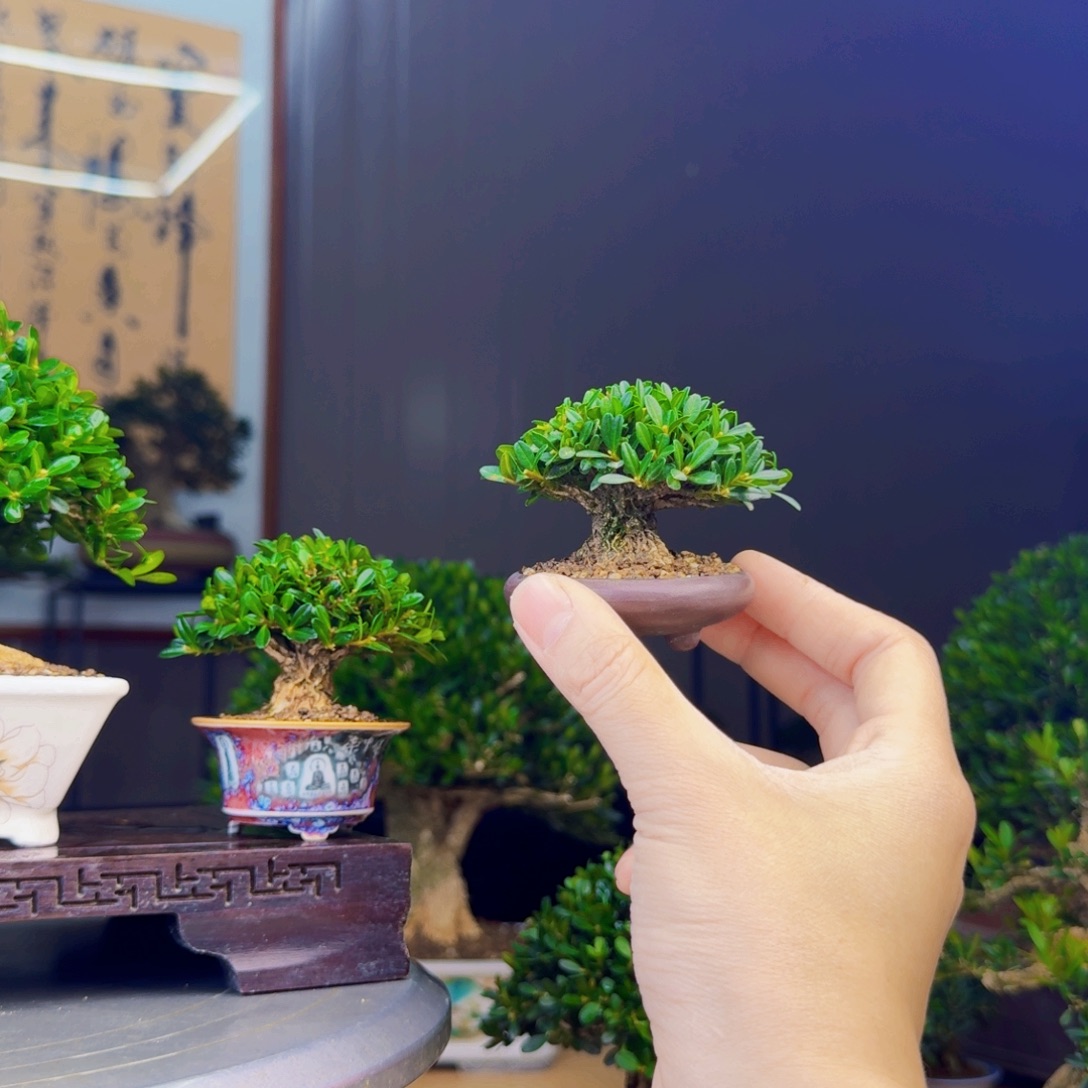 稚***无花朵凤尾黄杨 黄杨盆景