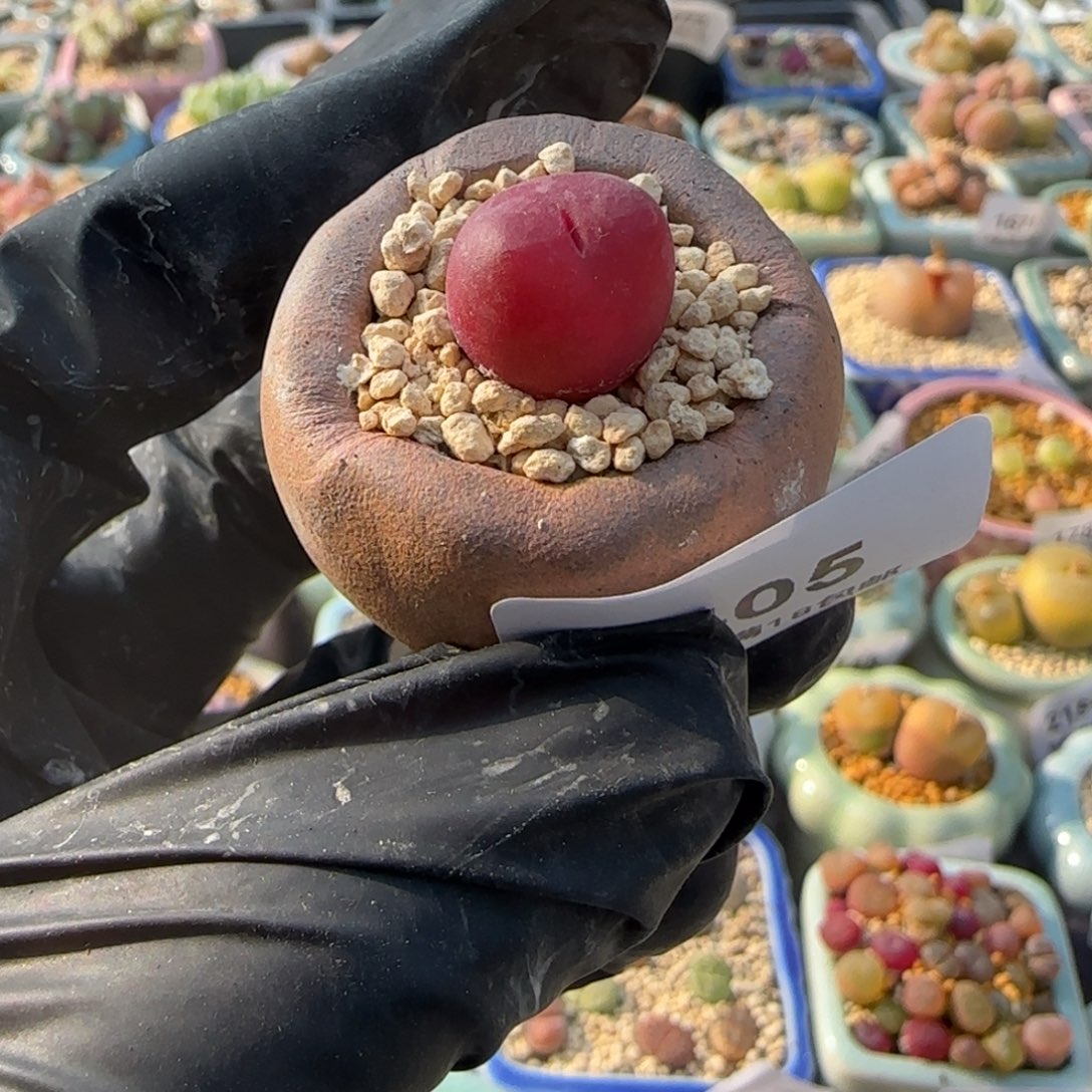 2405--一物一拍 带盆 水蜜桃