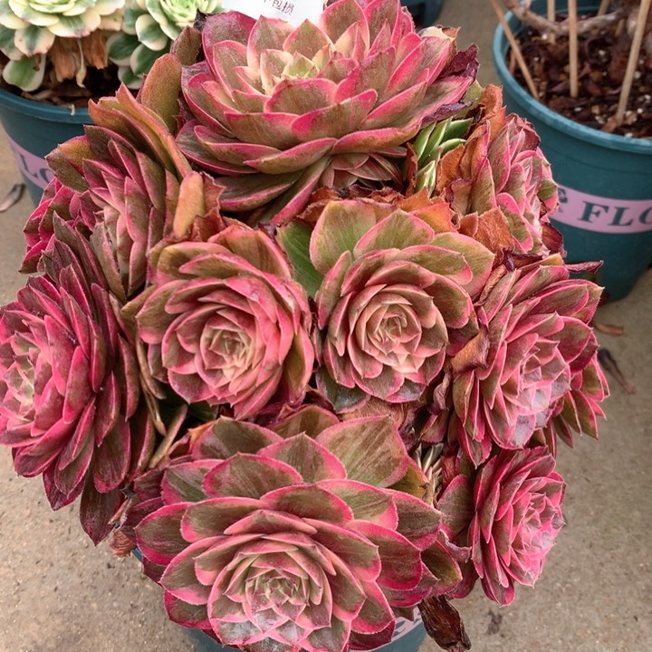 1915莲花座多肉植物