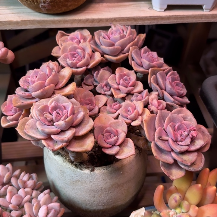 彩虹糖多肉植物xingshilv