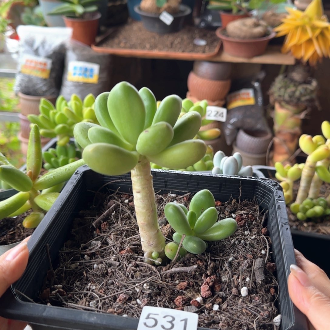 531号 一物一拍 一物一拍芒果奶