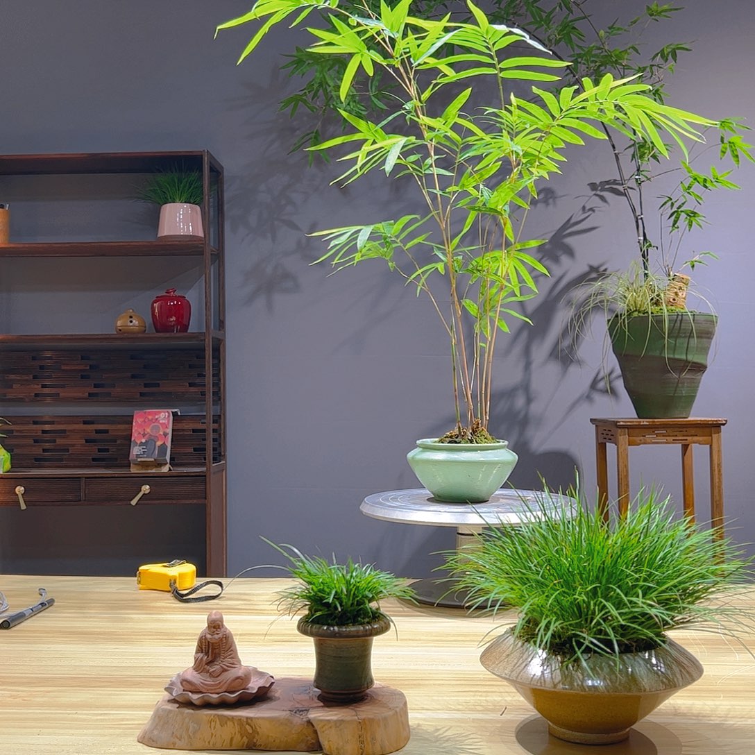 劉***瑋无花朵老桩精品竹盆景作品