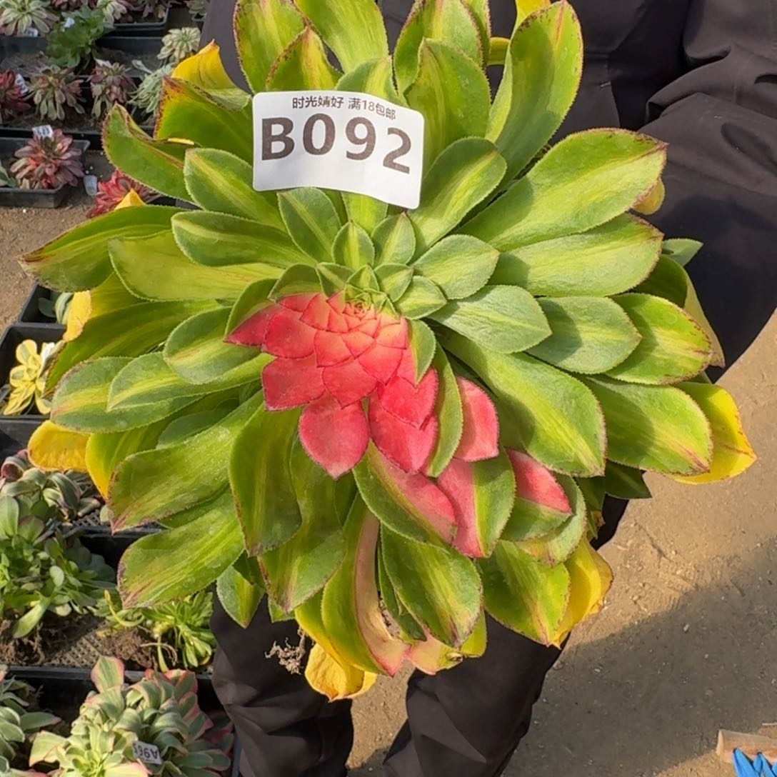 092知否多肉植物