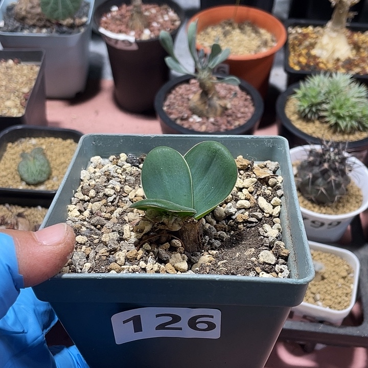 126产地蕾丝灯台百合块根