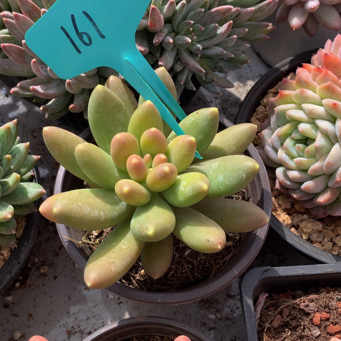 芒果奶uwuwuwuwuwuw