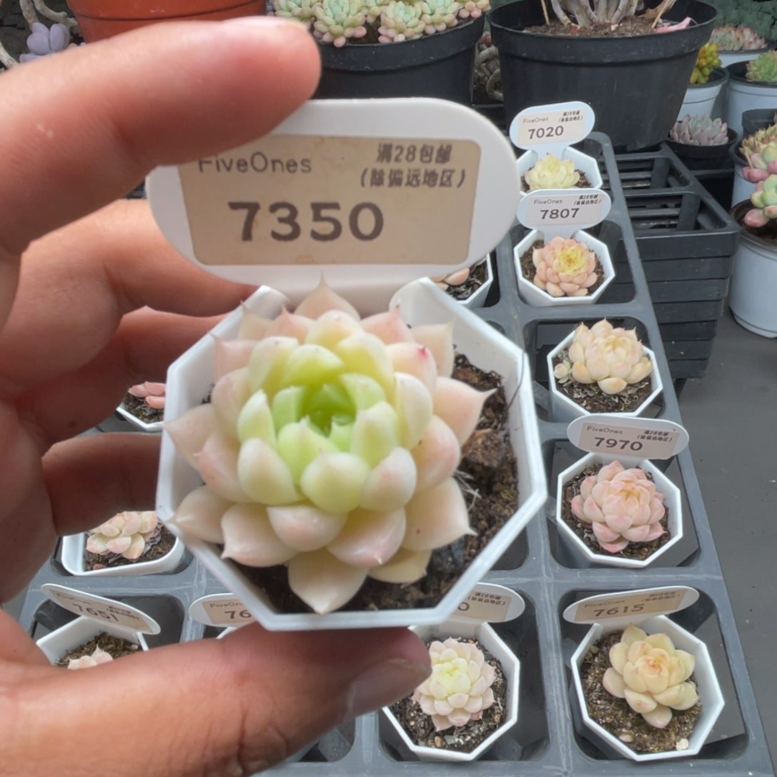 7350 麦秆3.5厘米