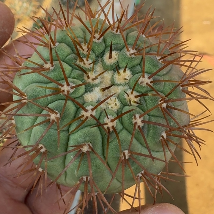 橘刺鬼神龙99999999无根