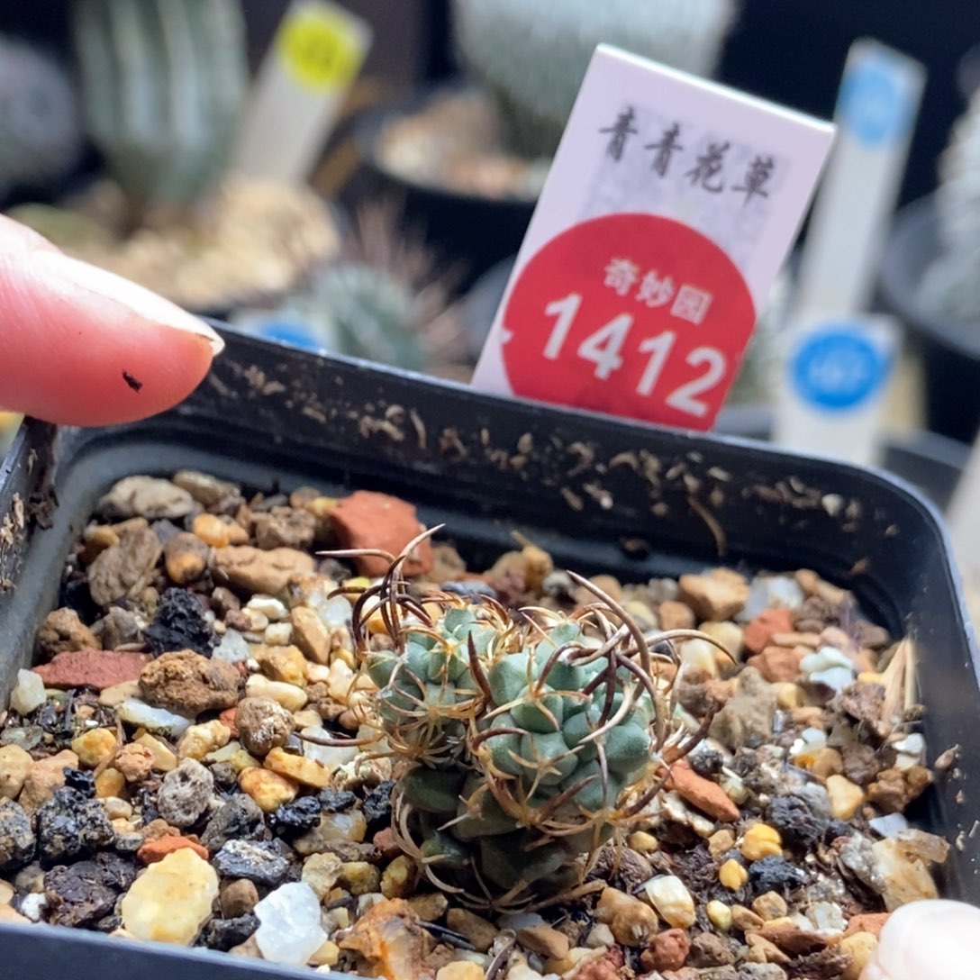 实生碳刺升云龙娇丽群一颗