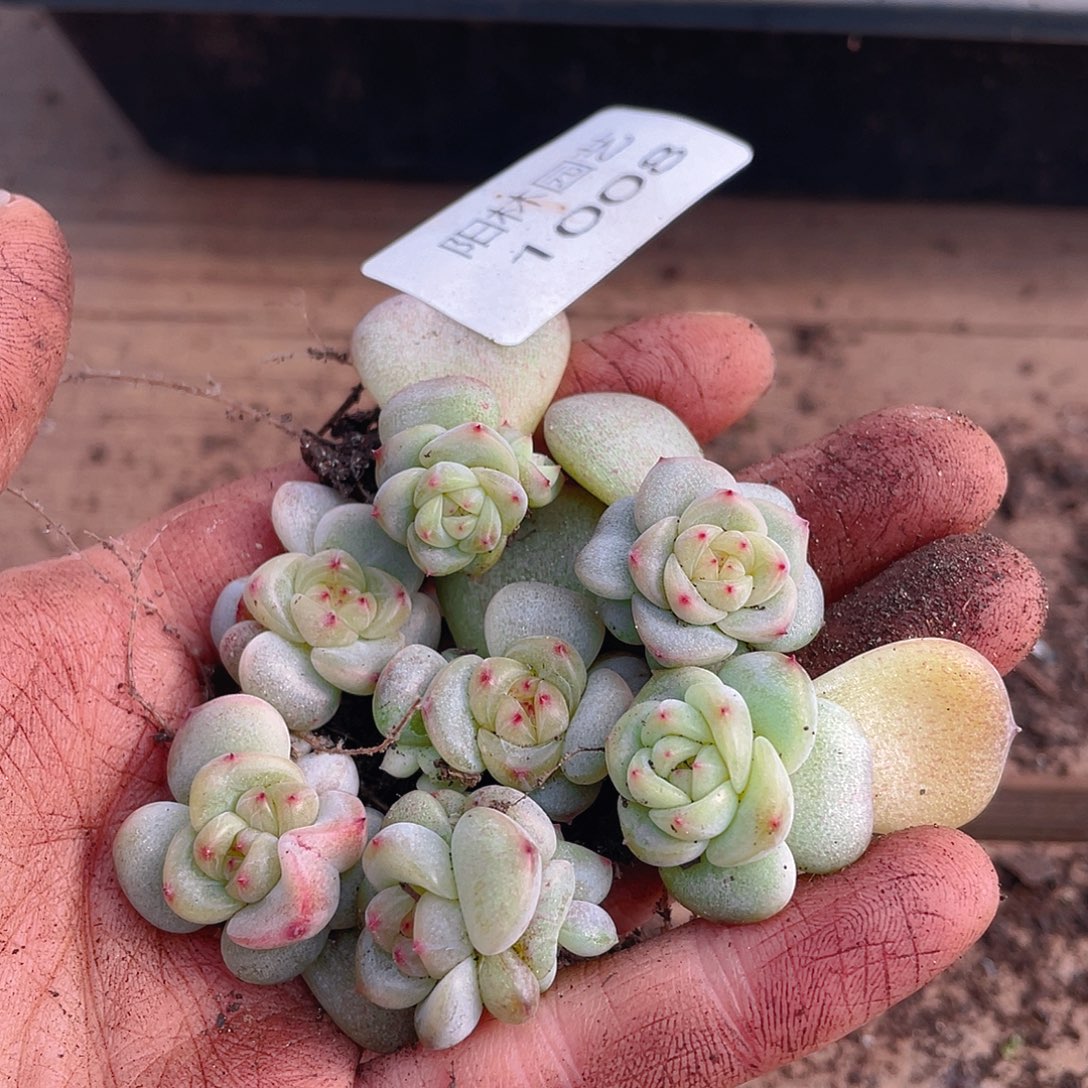 多肉植物多肉植物1008