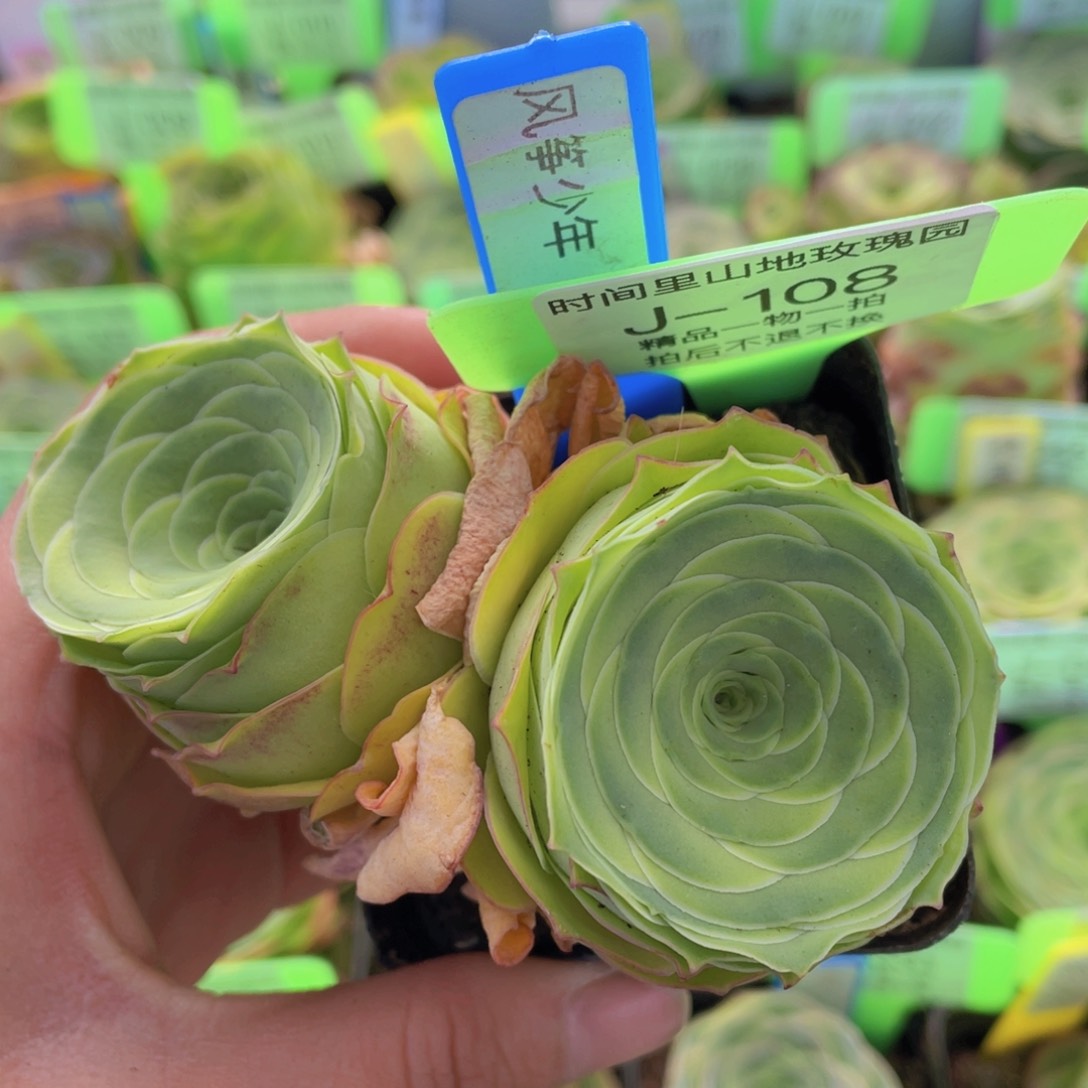 风筝少年多肉J108一物一拍