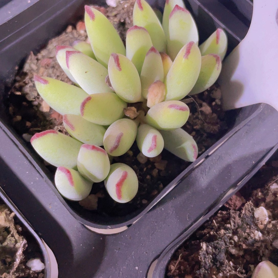 精灵豆a060一物一拍