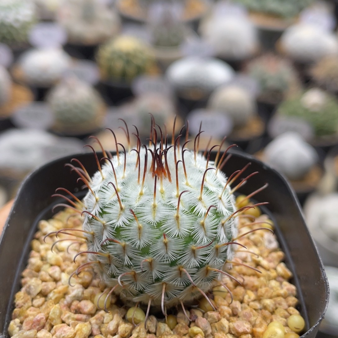 折后价    曲刺佩雷    实生根