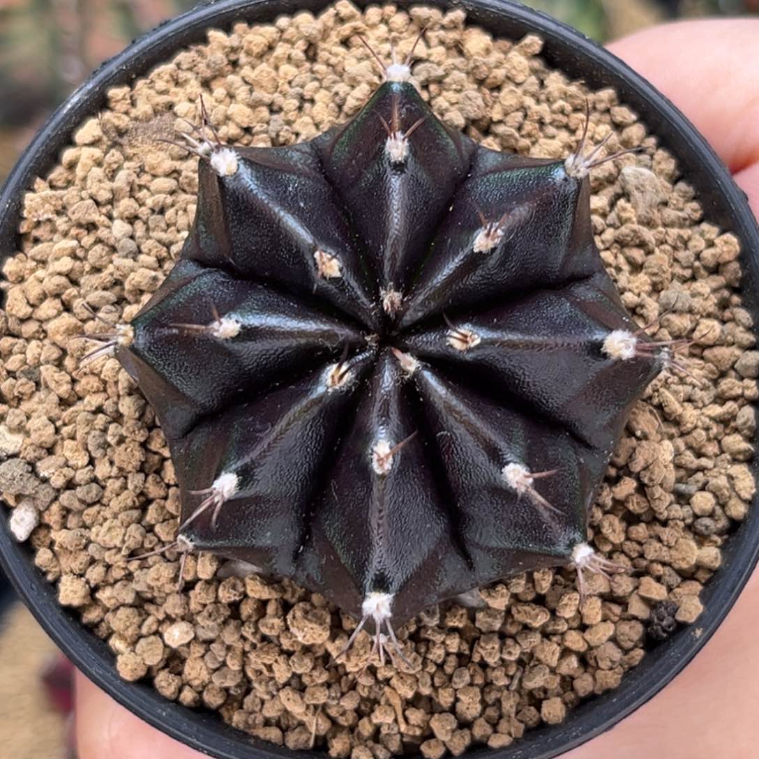 黑寡妇 米哈仙人球