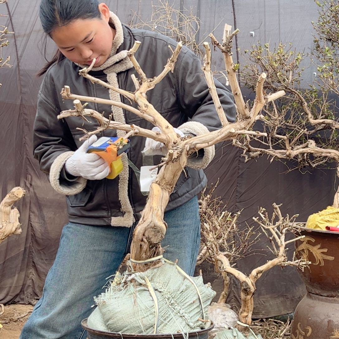 *****全部花朵金银花88888