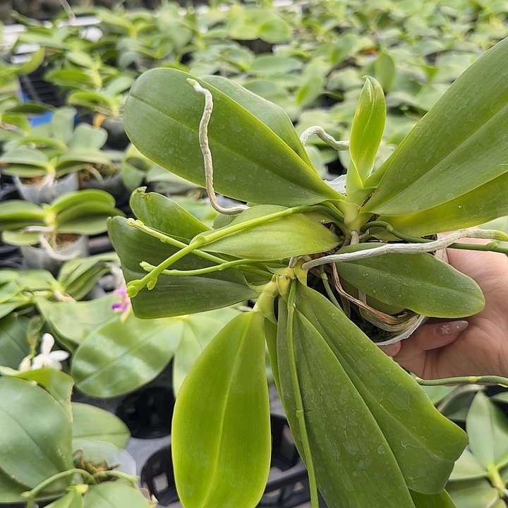 猫***人大部分开放少量花苞红白跳双苗