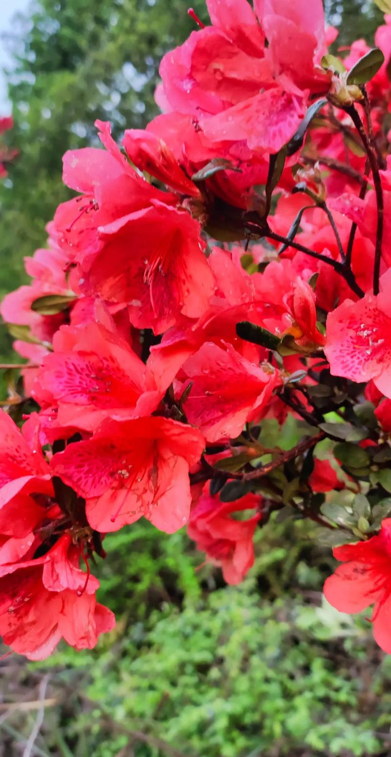 映山红，赤楠，榆树，九里香，乌饭，紫薇，吊茄子。