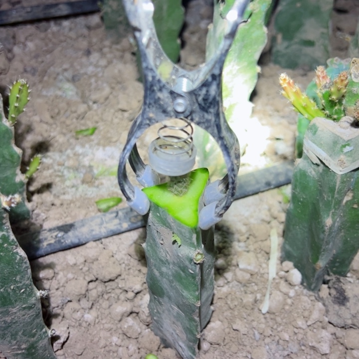 五个大号嫁接夹子18.8