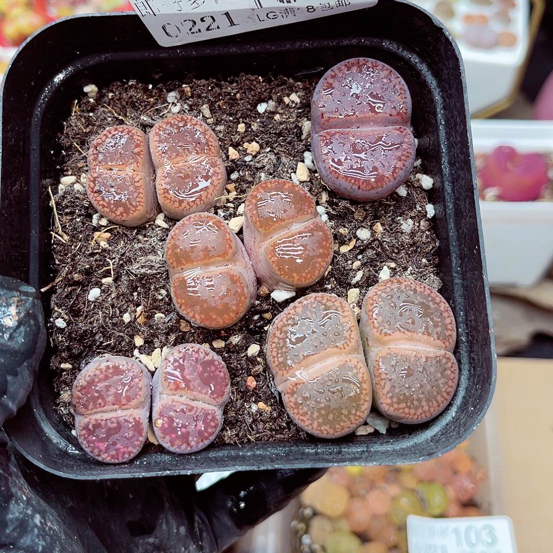 郎哥多肉生石花21-107