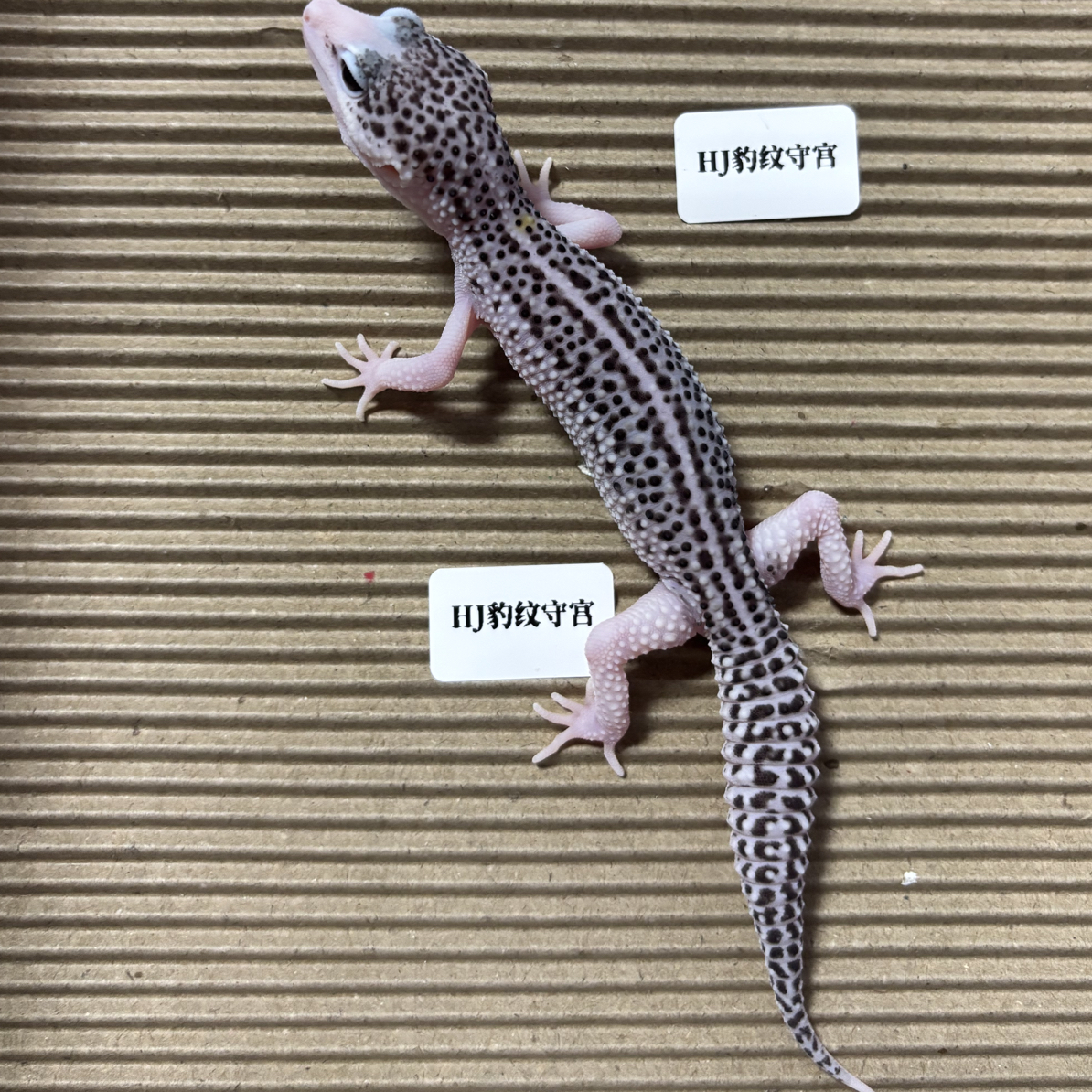 豹纹守宫，银河公3个月，H16