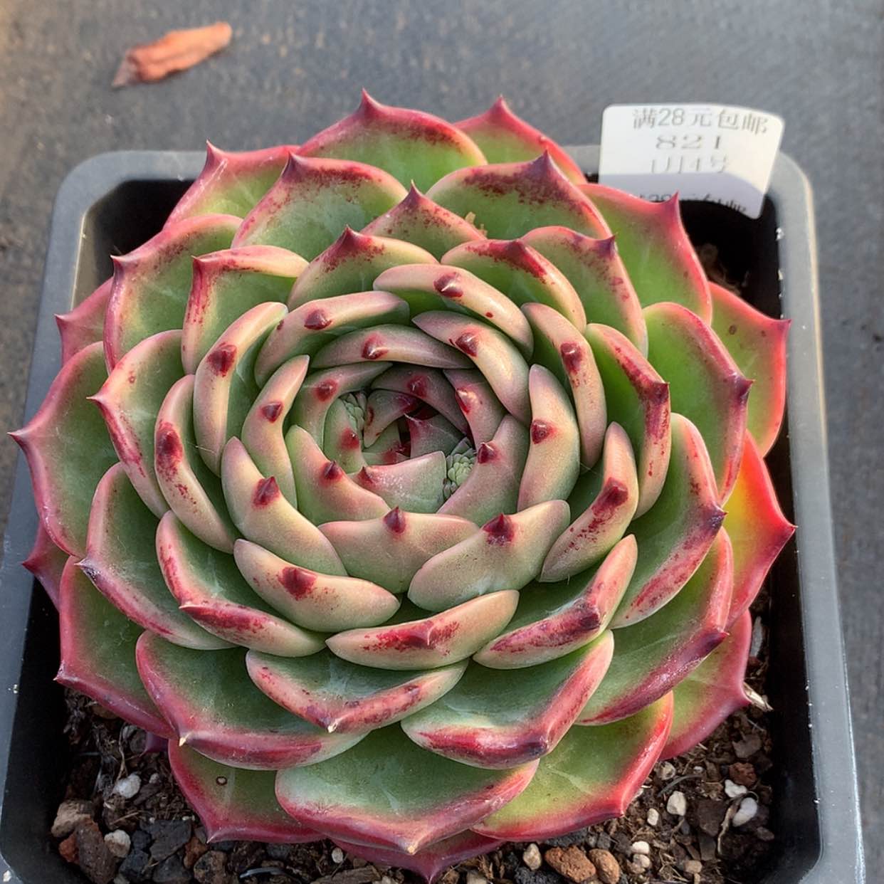 【闪购商品】云821号红皮16厘米