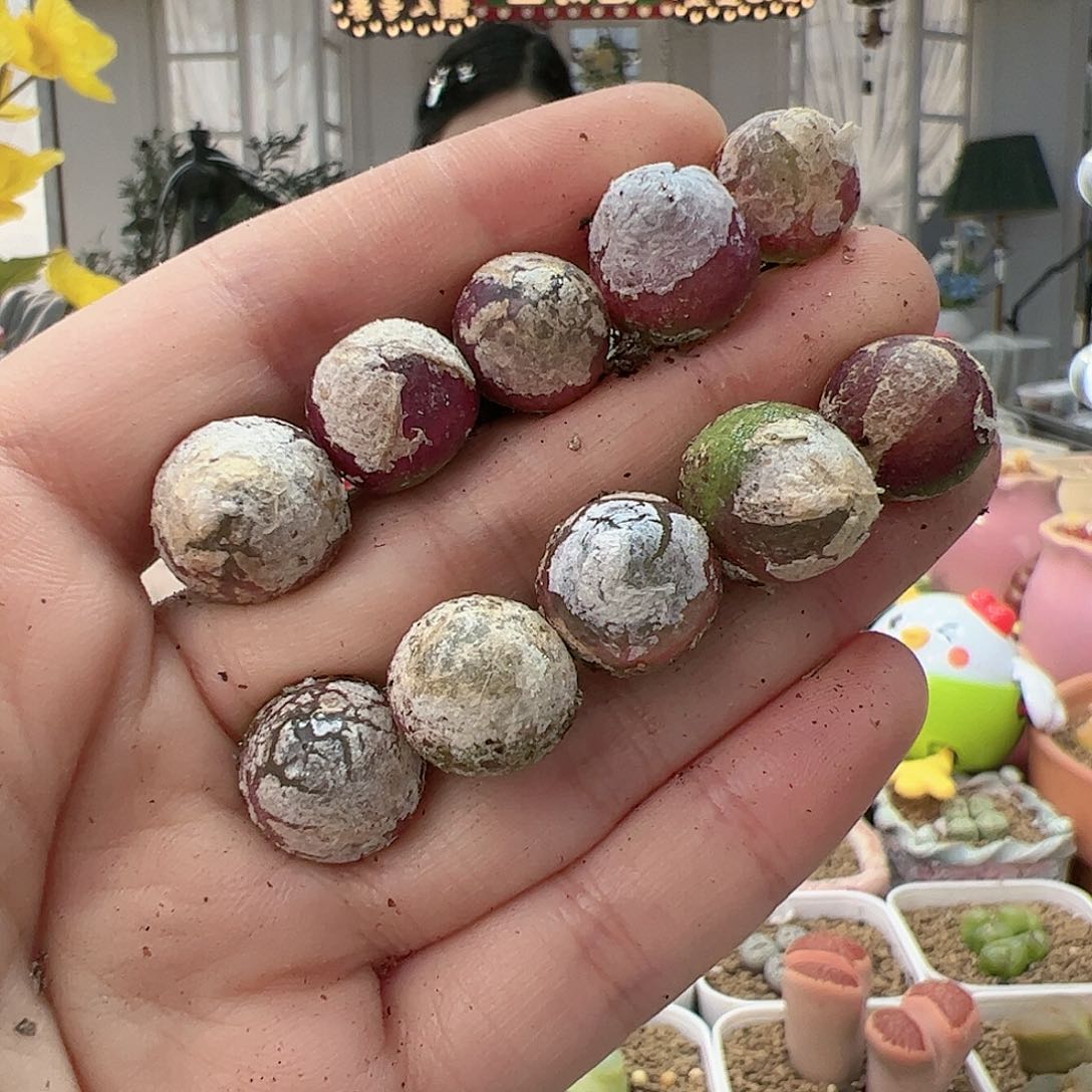 【闪购商品】59 灯泡*10
