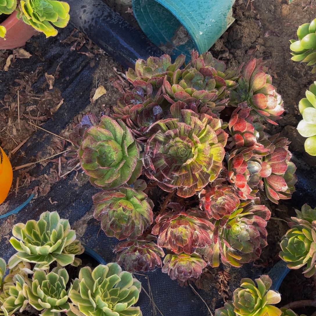 墨染法师朵朵1-20