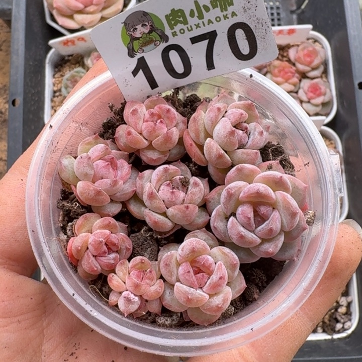 多肉植物多肉植物