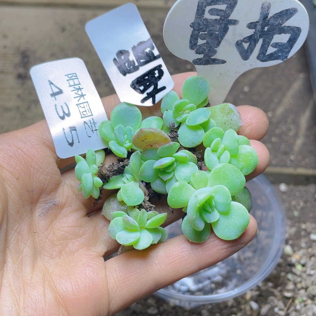 量拍多肉植物多肉植物435