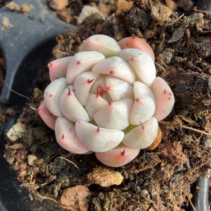 妲己锦一颗的锦一颗的锦