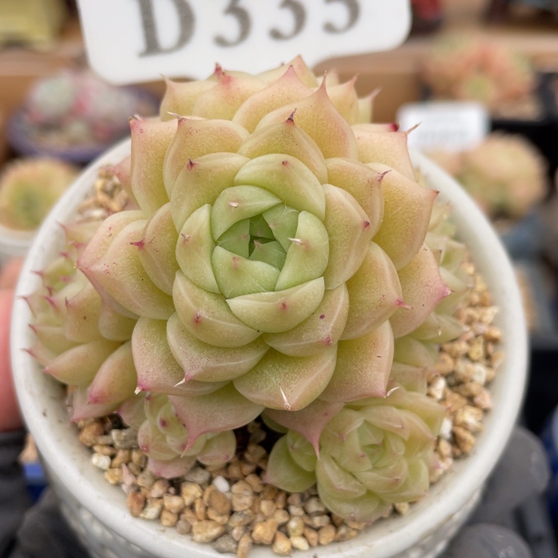 335 麦秆群 7.5厘米 不带盆