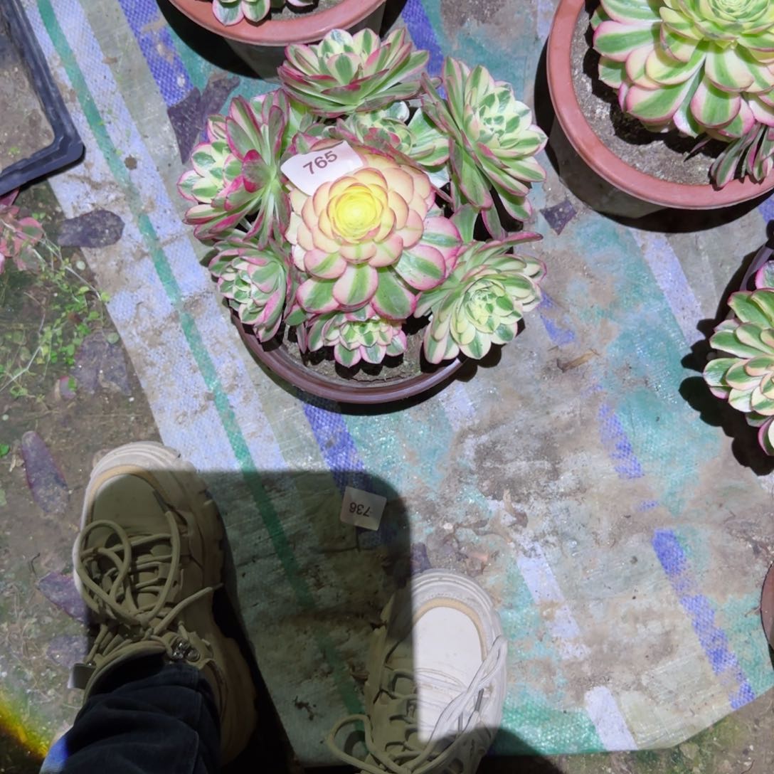 海鲜法师多肉765