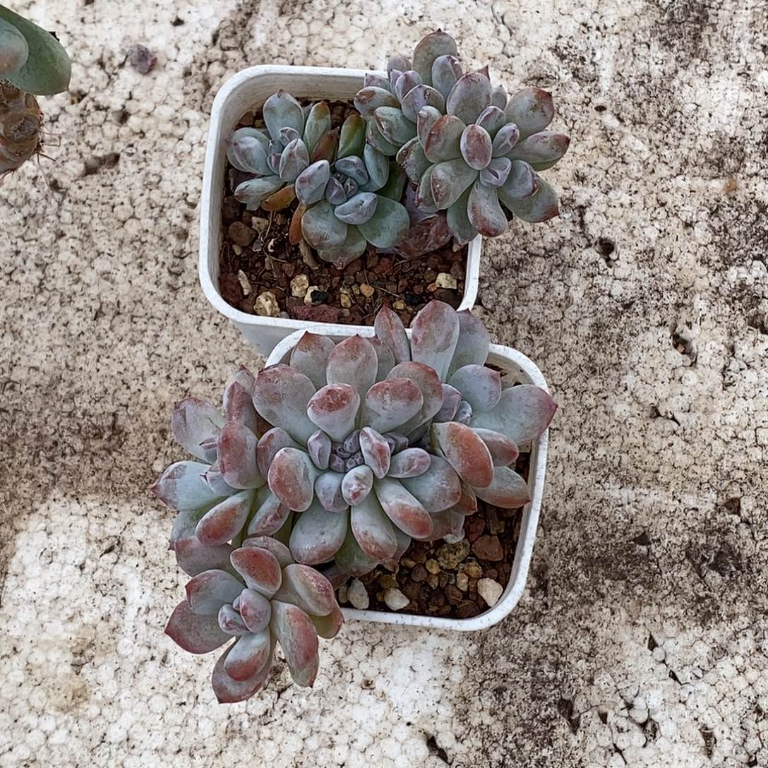 星影多肉植物2颗哈