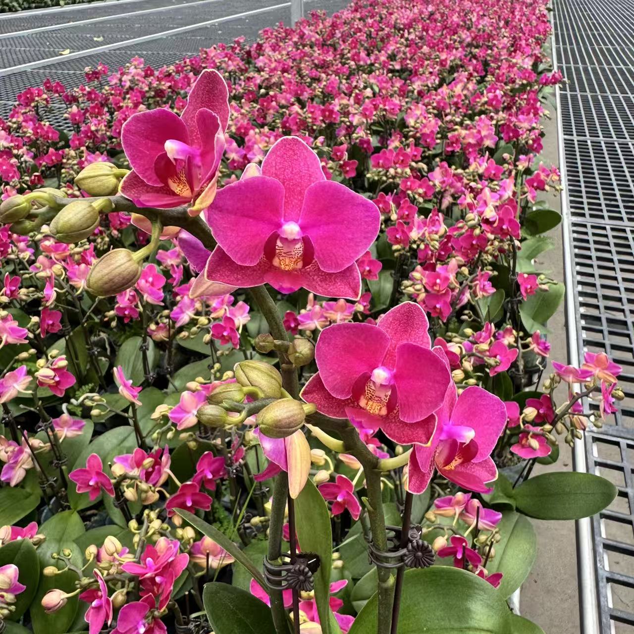 精选蝴蝶兰【小樱桃】红色系桌面花室内花卉绿植长花期 基地直发