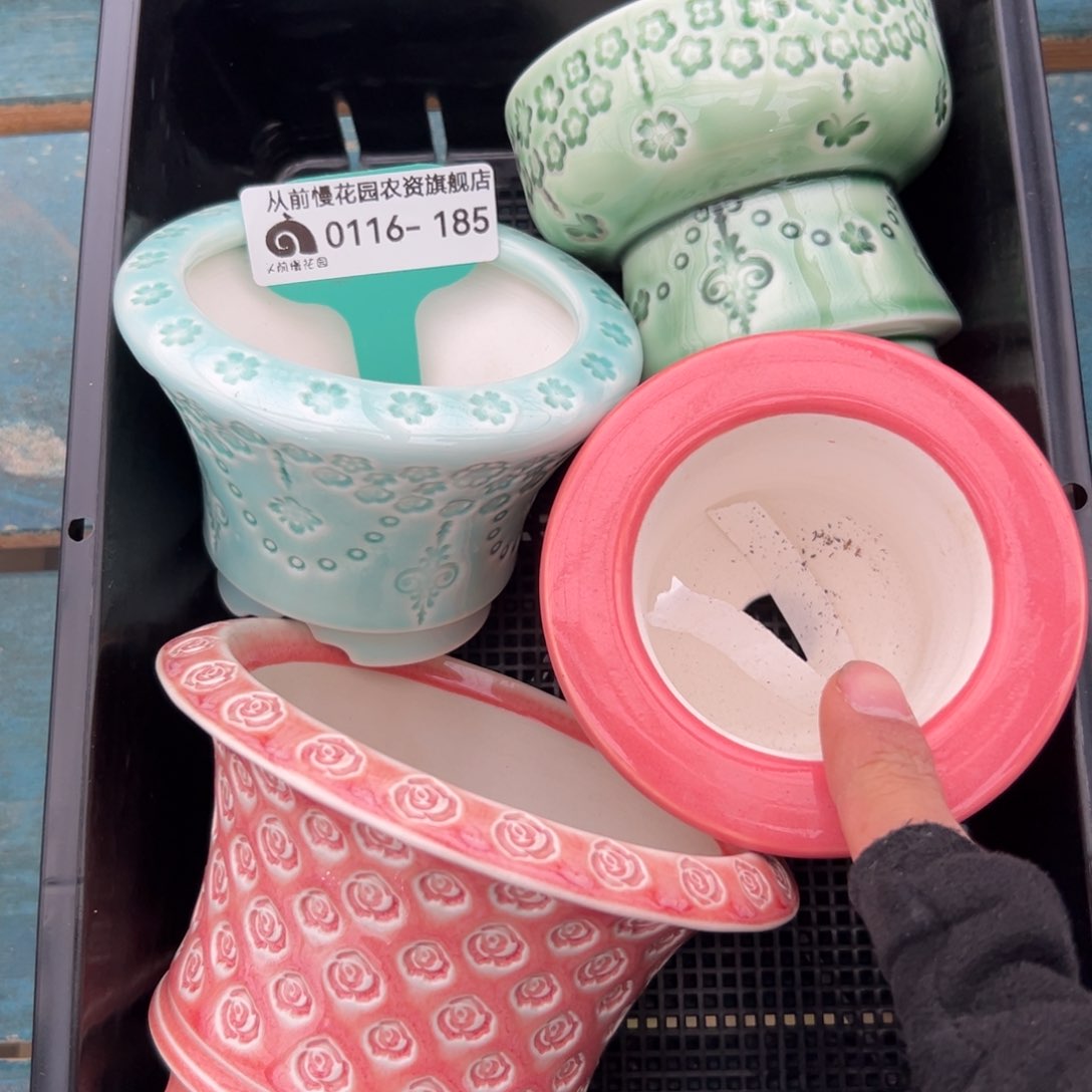 多肉精选编号0116.185