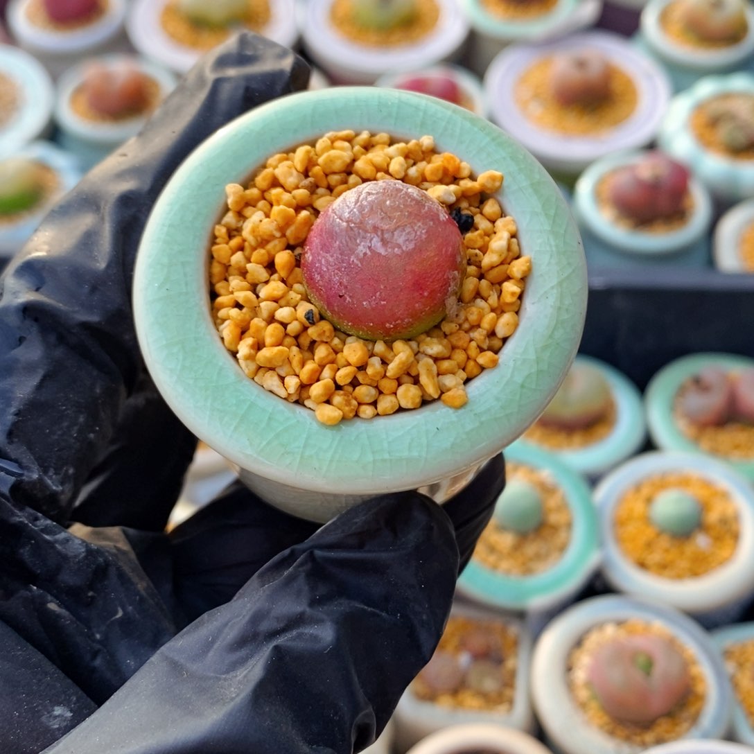 4928--一物一拍 带盆