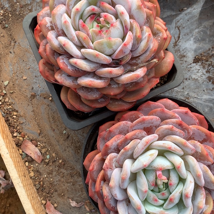 多肉植物石榴籽星影