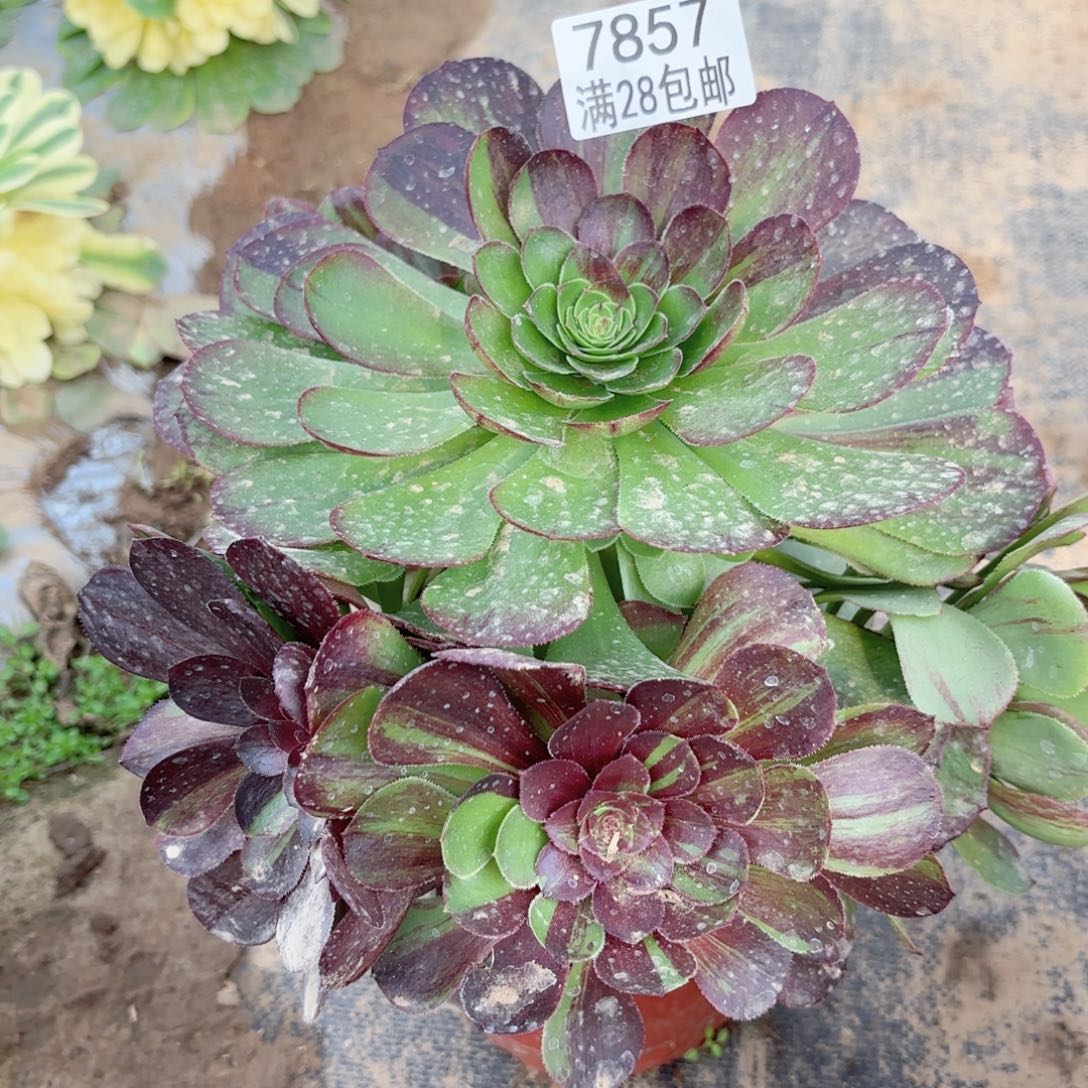 F. 7857花月夜多肉