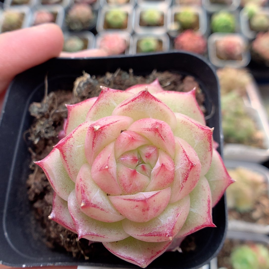 C64 ，柿子多肉20包邮两天凑单