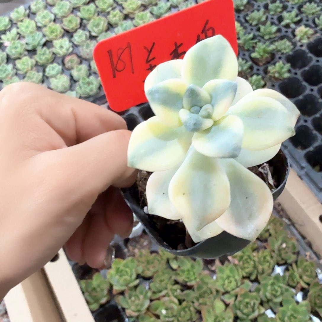 精品美杏锦多肉植物