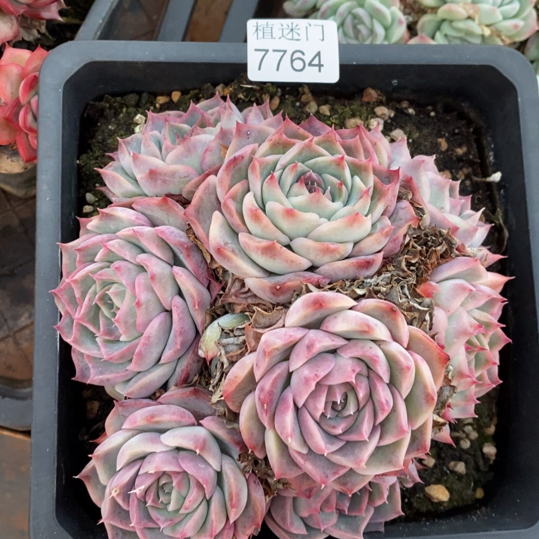 如***令杂交精品多肉7764~15厘米