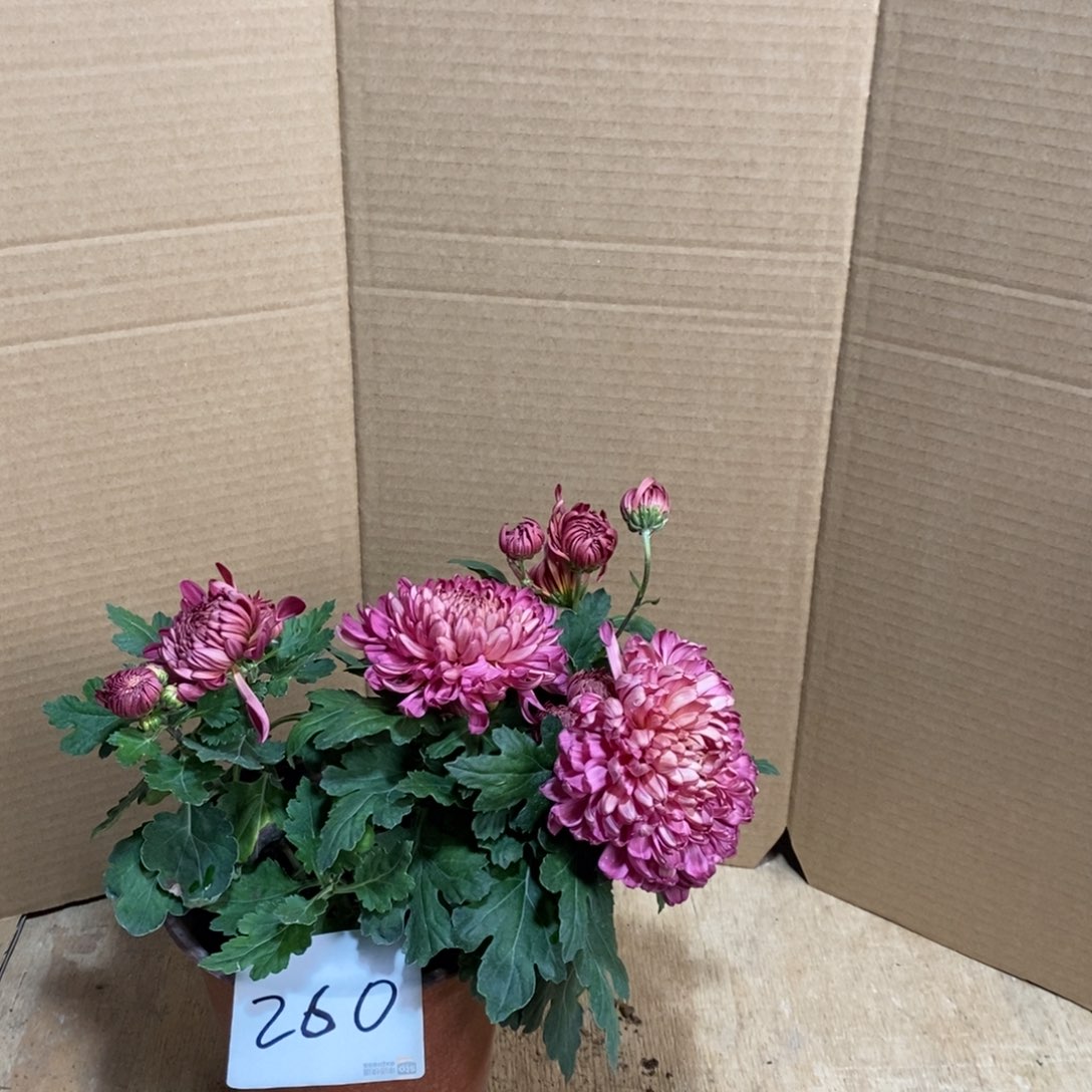 完全开放000000260