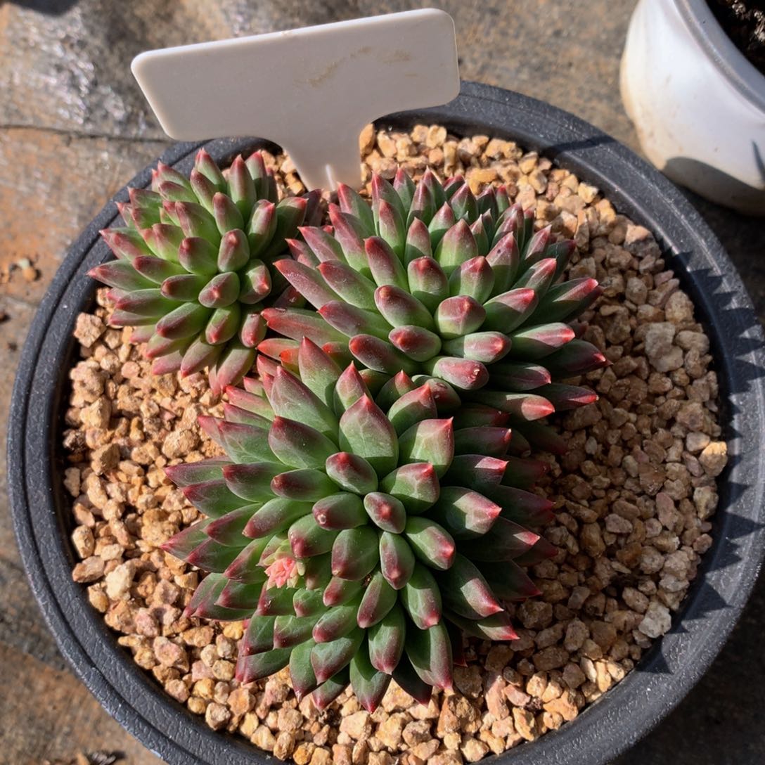 甲骨文727727272727