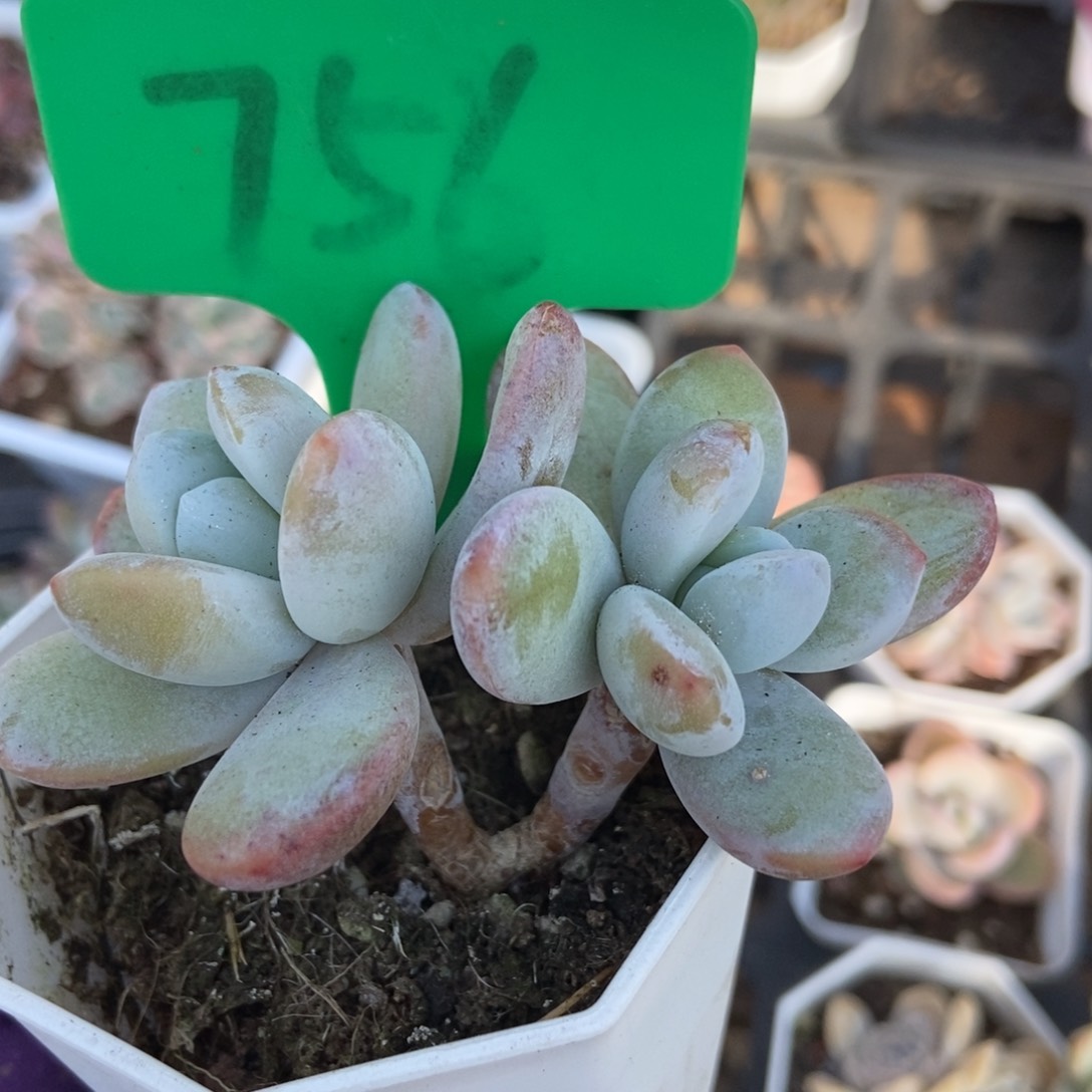 751雪美人多肉植物保护