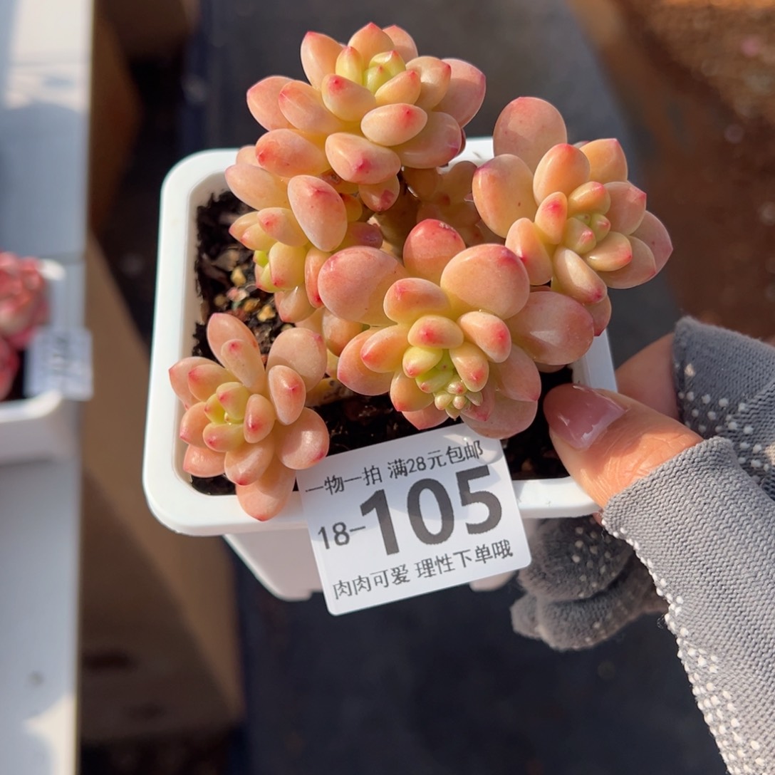 香格里拉多肉多肉