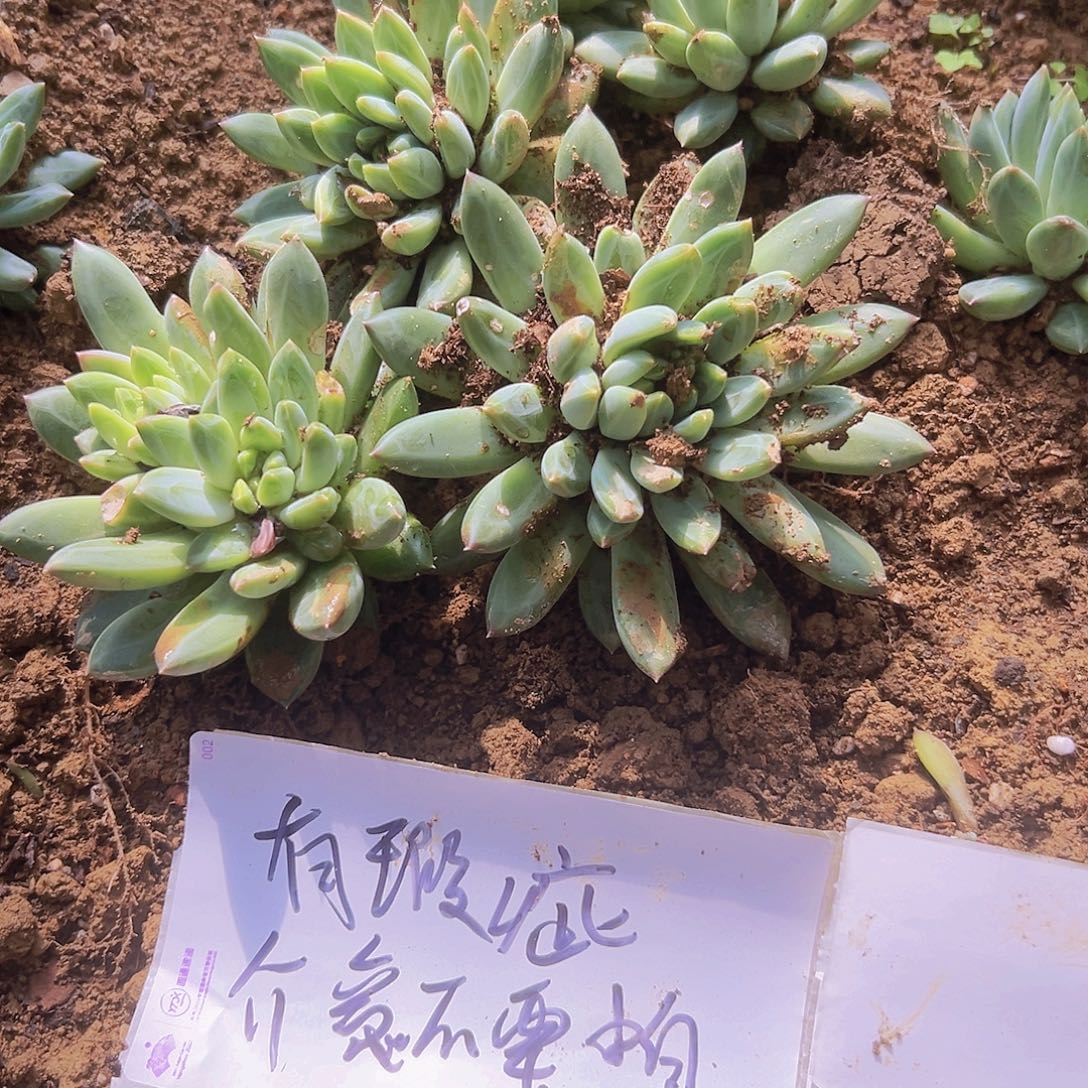 青花瓷有瑕疵10个介意不要拍