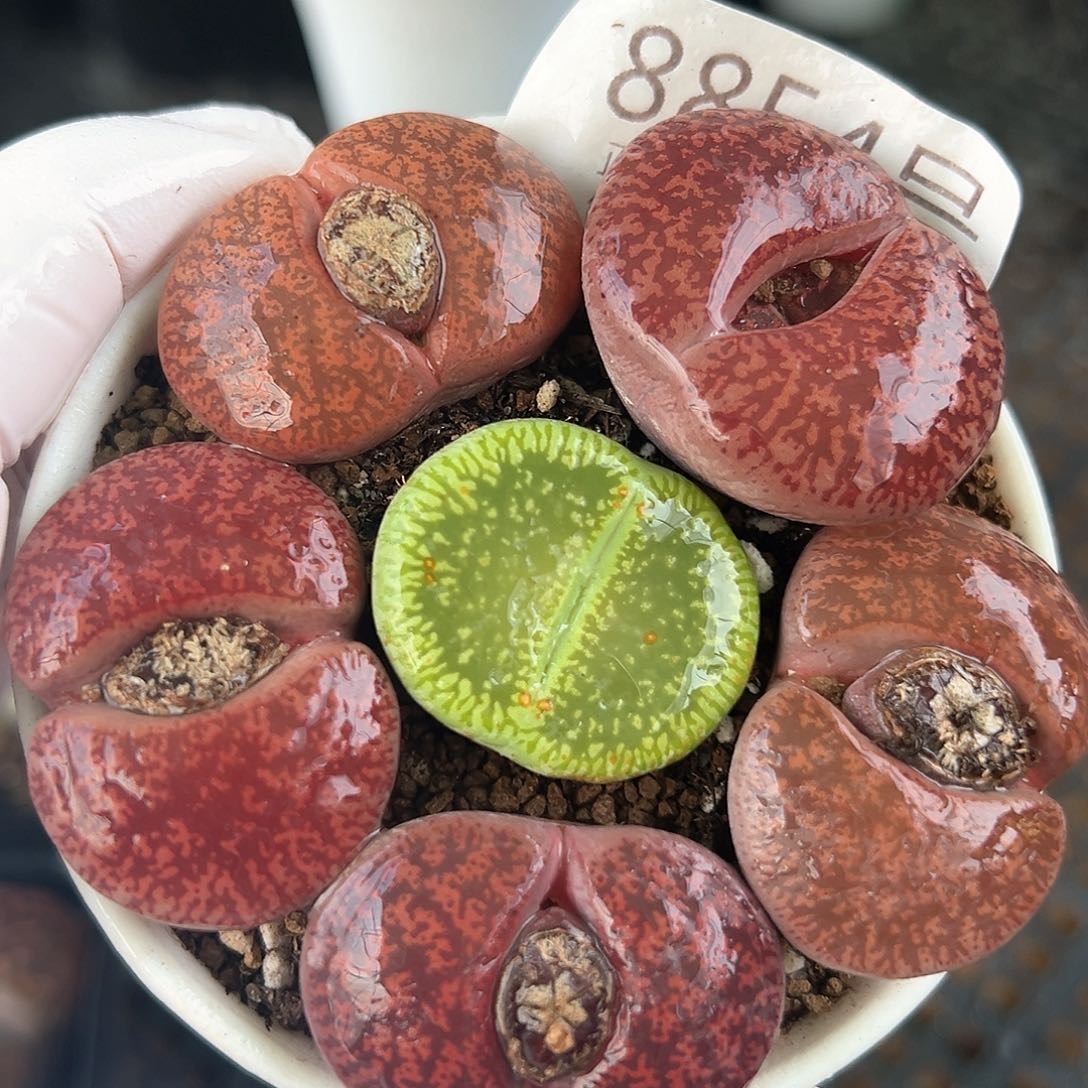 好养易活生石花大母本8854