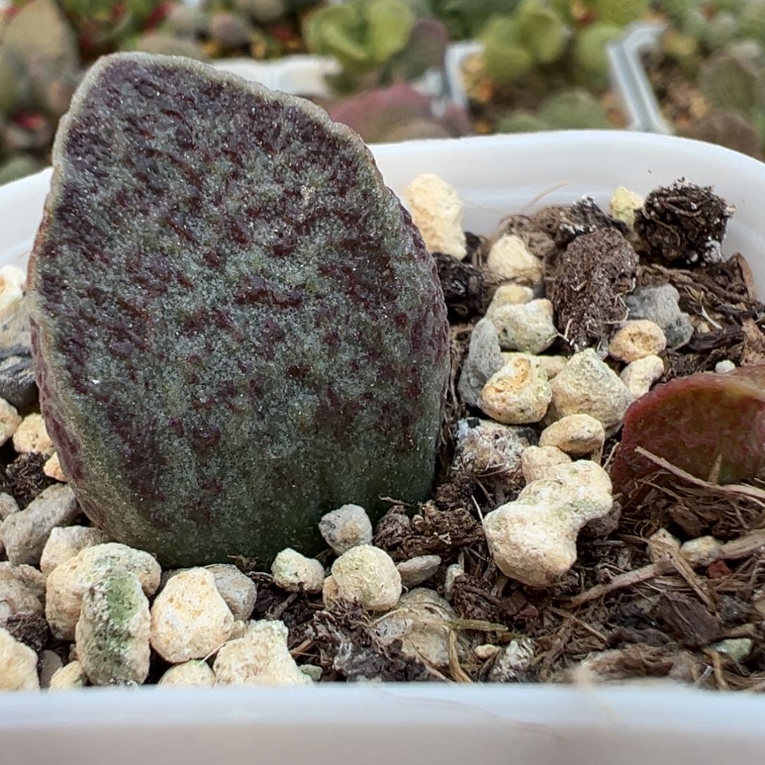 紫斑菱形叶实生新品大苗