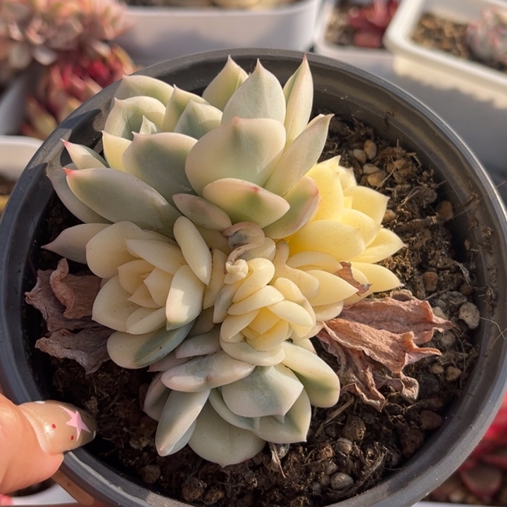 月亮仙子锦群生一颗